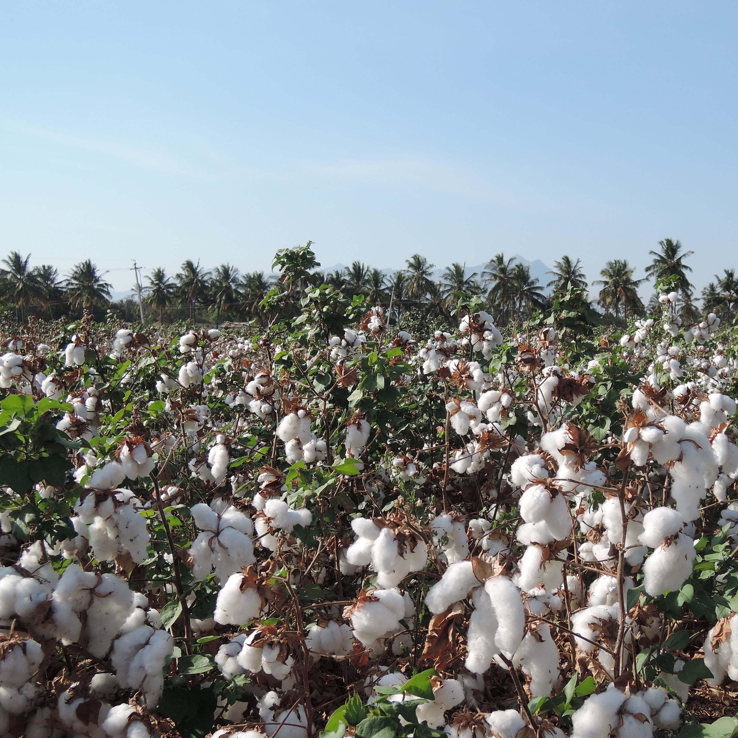 Ein Baumwollfeld in Indien das die aufgeplatzten Baumwollknospen zeigt