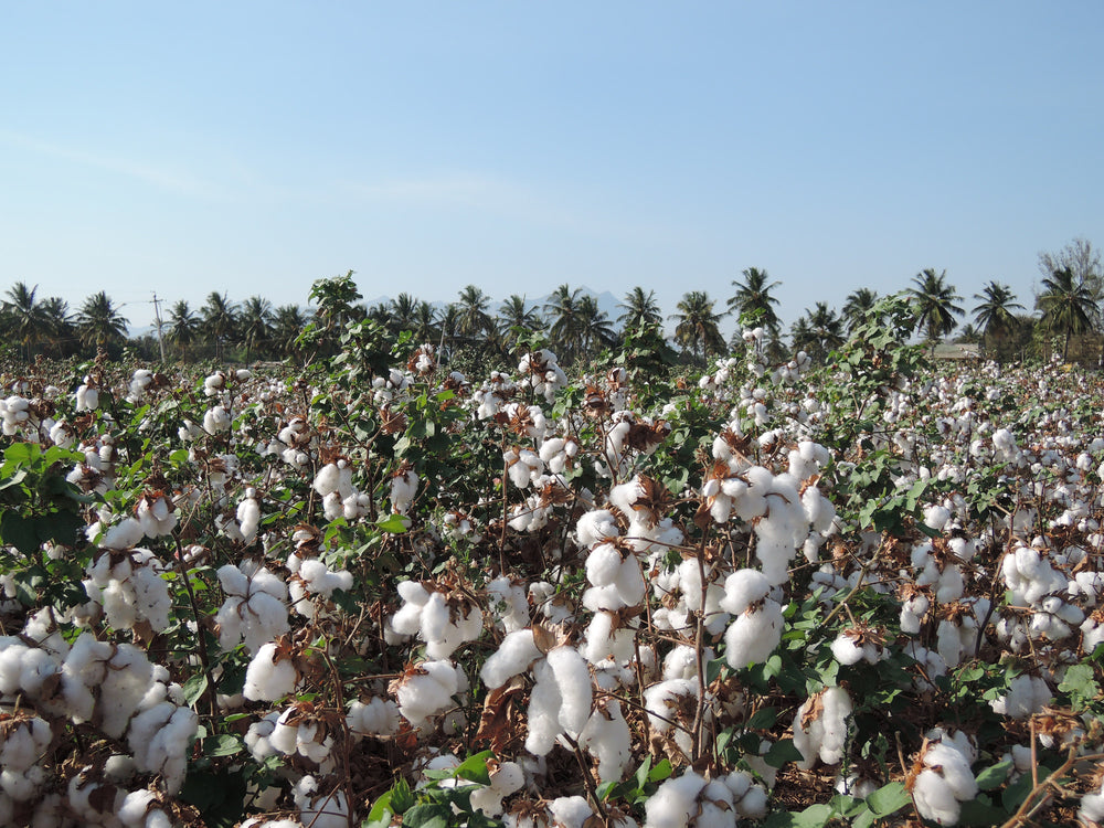 Ein Baumwollfeld in Indien das die aufgeplatzten Baumwollknospen zeigt